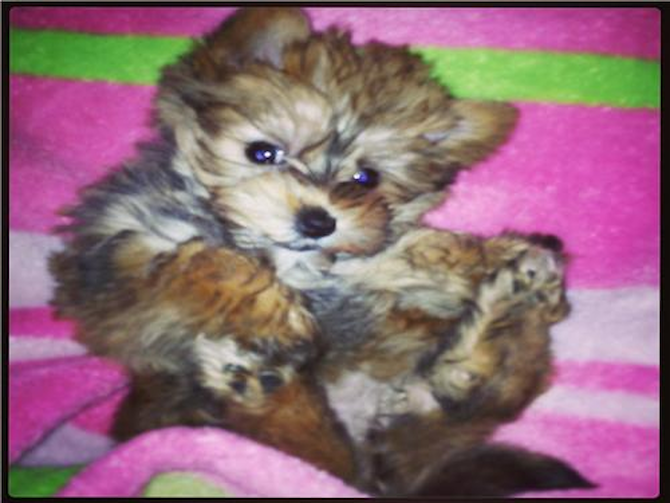 Charlie - Morkie Puppy For Sale Premier Pups Charlie - Morkie Puppy For Sale Premier Pups