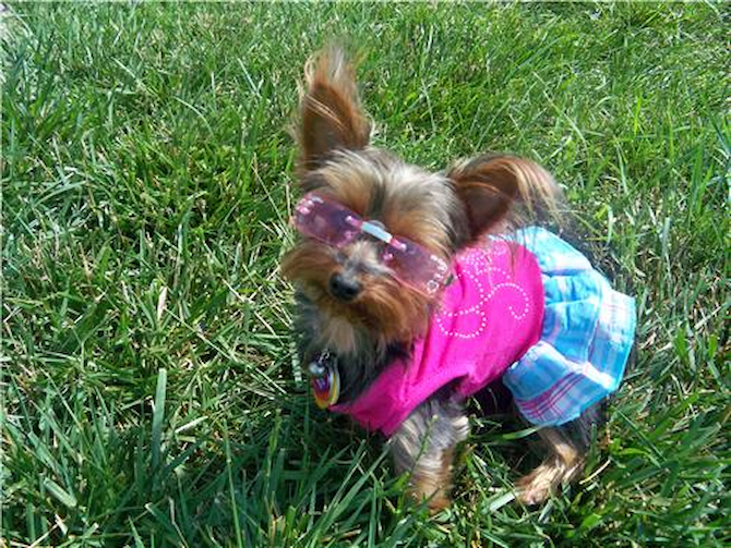 Jessie (formally Madonna) - Yorkshire Terrier Puppy For Sale Premier Pups Jessie (formally Madonna) - Yorkshire Terrier Puppy For Sale Premier Pups