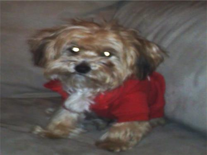 Bentley - Morkie Puppy For Sale Premier Pups Bentley - Morkie Puppy For Sale Premier Pups