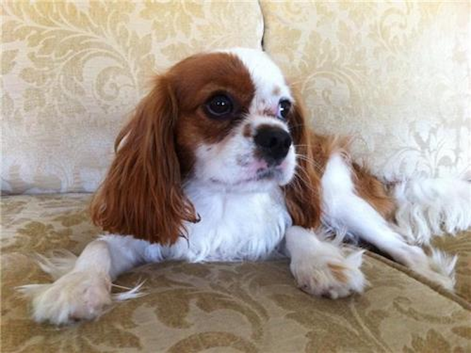 Pele - King Charles Spaniel Puppy For Sale Premier Pups Pele - King Charles Spaniel Puppy For Sale Premier Pups