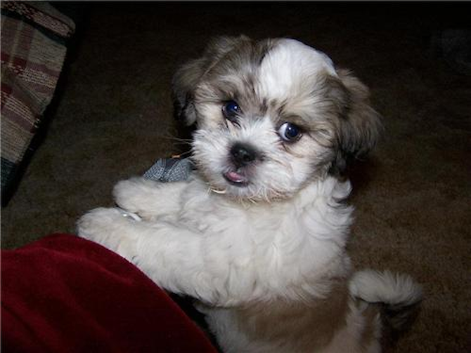 Tyson - Teddy Bear Puppy For Sale Premier Pups Tyson - Teddy Bear Puppy For Sale Premier Pups