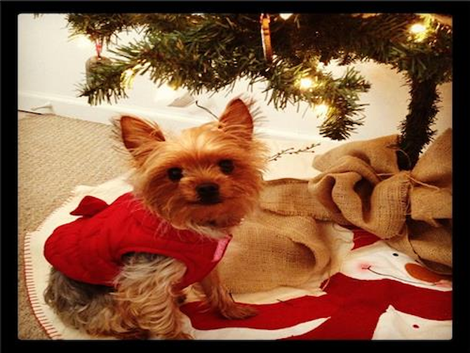 Bailey - Yorkshire Terrier Puppy For Sale Premier Pups Bailey - Yorkshire Terrier Puppy For Sale Premier Pups