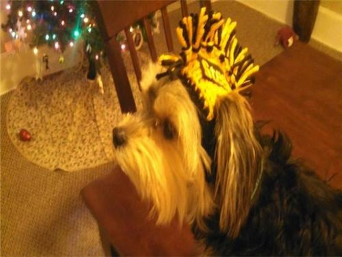 Snickers - Morkie Puppy For Sale Premier Pups Snickers - Morkie Puppy For Sale Premier Pups
