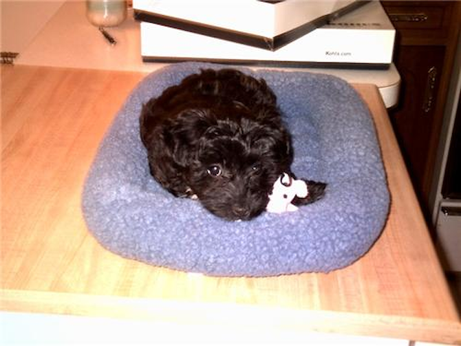 Sophie - Yorkie Poo Puppy For Sale Premier Pups Sophie - Yorkie Poo Puppy For Sale Premier Pups