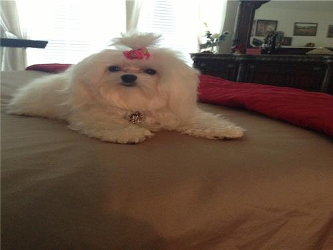 Cindy (formerly Dolly) - Maltese Puppy For Sale Premier Pups Cindy (formerly Dolly) - Maltese Puppy For Sale Premier Pups