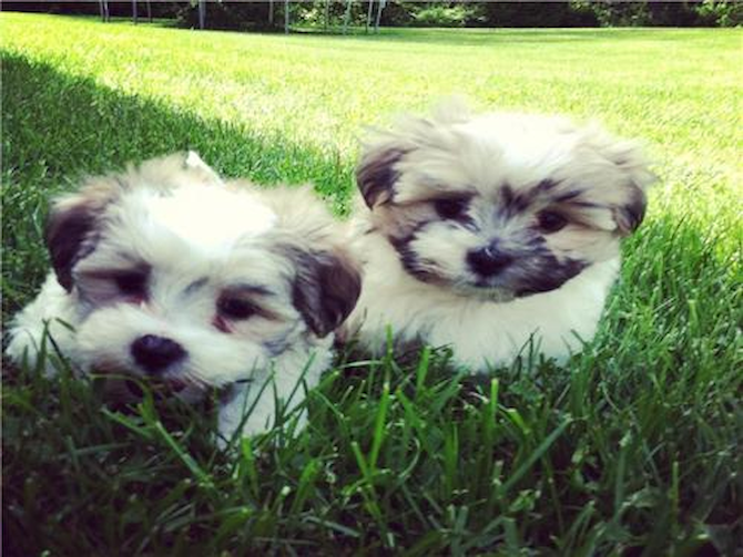 Nash & Knox - Teddy Bear Puppy For Sale Premier Pups Nash & Knox - Teddy Bear Puppy For Sale Premier Pups