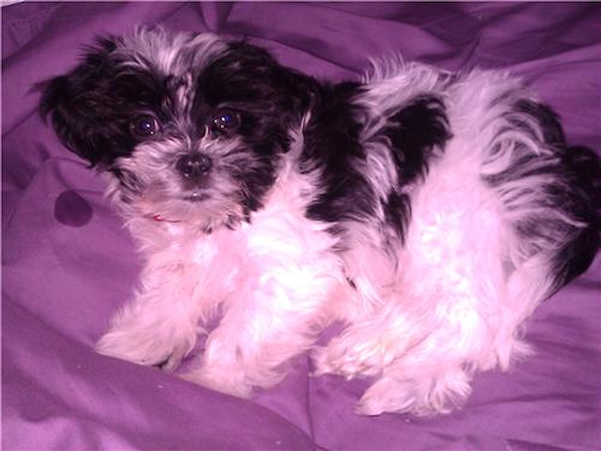 Pluto (Mario) - Shih Tzu Puppy For Sale Premier Pups Pluto (Mario) - Shih Tzu Puppy For Sale Premier Pups