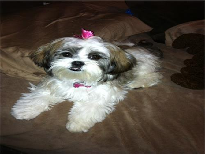 Sophie - Teddy Bear Puppy For Sale Premier Pups Sophie - Teddy Bear Puppy For Sale Premier Pups