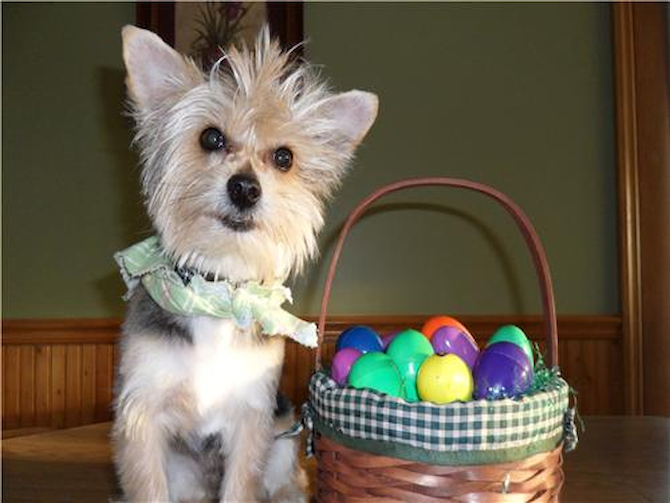 Boomer - Morkie Puppy For Sale Premier Pups Boomer - Morkie Puppy For Sale Premier Pups