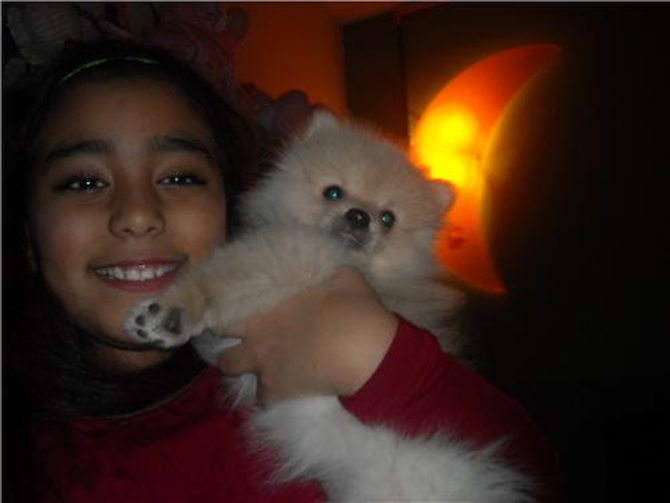 prince - Pomeranian Puppy For Sale Premier Pups prince - Pomeranian Puppy For Sale Premier Pups
