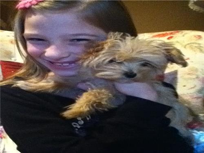Piper formerly Carrie Underwood - Morkie Puppy For Sale Premier Pups Piper formerly Carrie Underwood - Morkie Puppy For Sale Premier Pups
