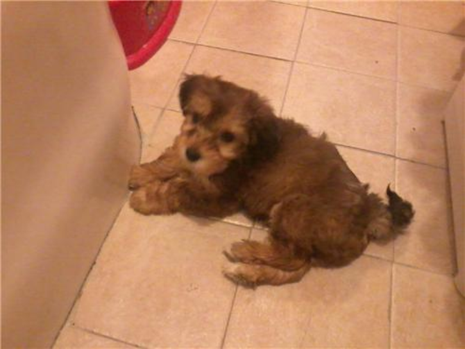 snickers (tony) - Yorkie Poo Puppy For Sale Premier Pups snickers (tony) - Yorkie Poo Puppy For Sale Premier Pups