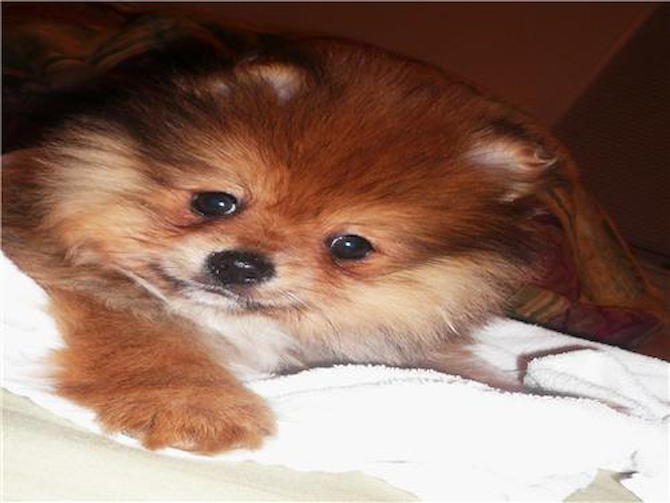 Bentley aka Teddy. - Pomeranian Puppy For Sale Premier Pups Bentley aka Teddy. - Pomeranian Puppy For Sale Premier Pups