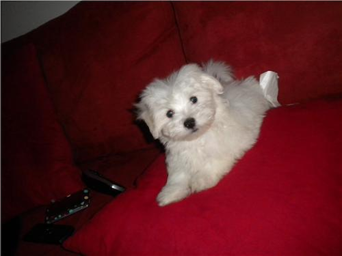 Formally "Mose" now Kennedy - Maltese Puppy For Sale Premier Pups Formally "Mose" now Kennedy - Maltese Puppy For Sale Premier Pups