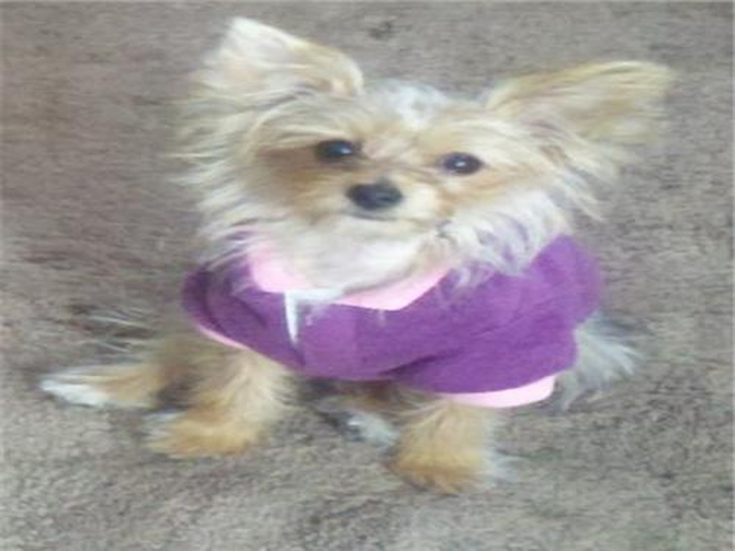 Kimber - Morkie Puppy For Sale Premier Pups Kimber - Morkie Puppy For Sale Premier Pups