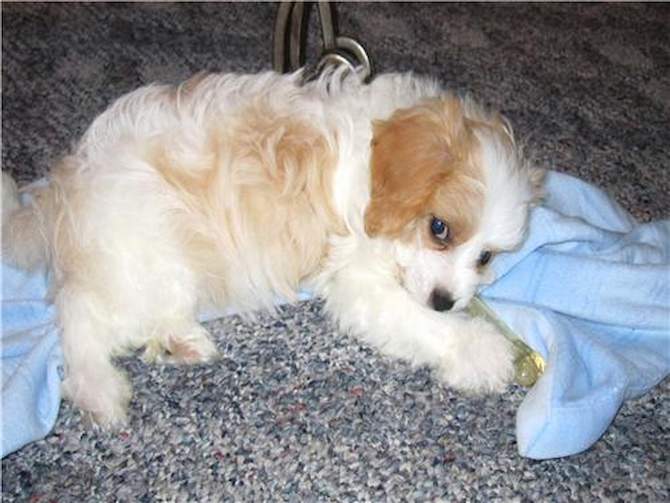 Cotton - Cavachon Puppy For Sale Premier Pups Cotton - Cavachon Puppy For Sale Premier Pups