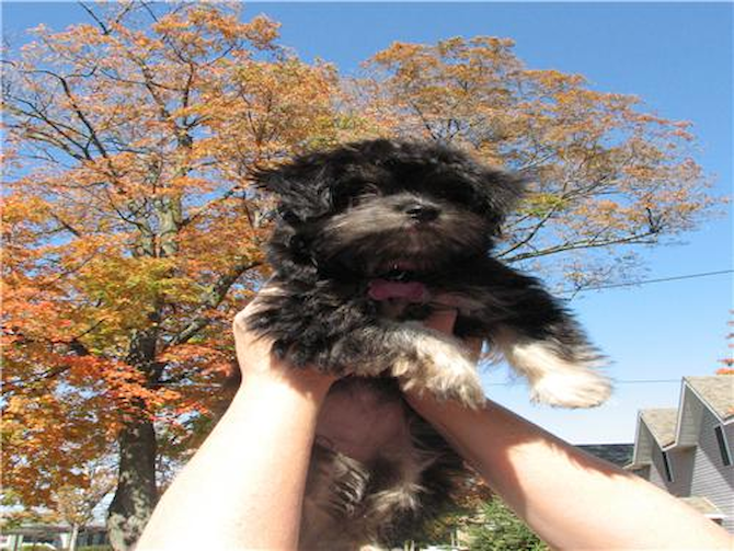 Bella - Havanese Puppy For Sale Premier Pups Bella - Havanese Puppy For Sale Premier Pups