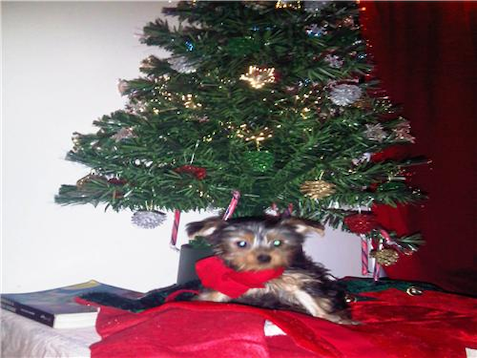 TiTi - Yorkshire Terrier Puppy For Sale Premier Pups TiTi - Yorkshire Terrier Puppy For Sale Premier Pups