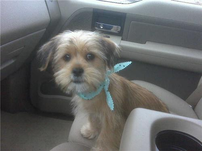Artie - Yorkie Poo Puppy For Sale Premier Pups Artie - Yorkie Poo Puppy For Sale Premier Pups