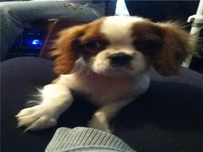 Lexi - Cavalier King Charles Spaniel Puppy For Sale Premier Pups Lexi - Cavalier King Charles Spaniel Puppy For Sale Premier Pups