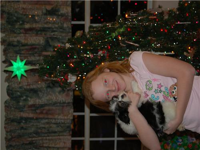 Gizmo - Maltipoo Puppy For Sale Premier Pups Gizmo - Maltipoo Puppy For Sale Premier Pups