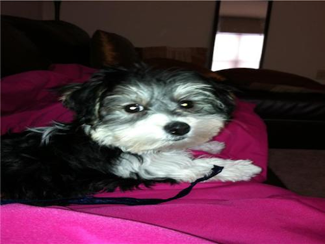 OREO - Morkie Puppy For Sale Premier Pups OREO - Morkie Puppy For Sale Premier Pups