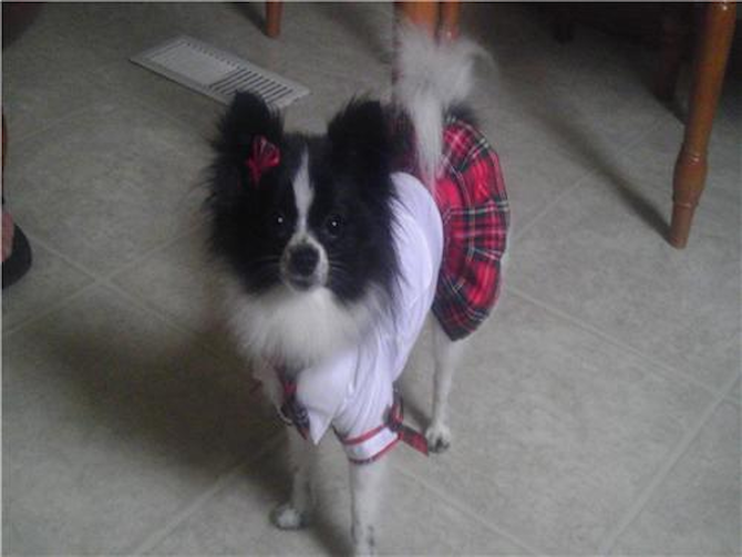 Pixie - Pomeranian Puppy For Sale Premier Pups Pixie - Pomeranian Puppy For Sale Premier Pups