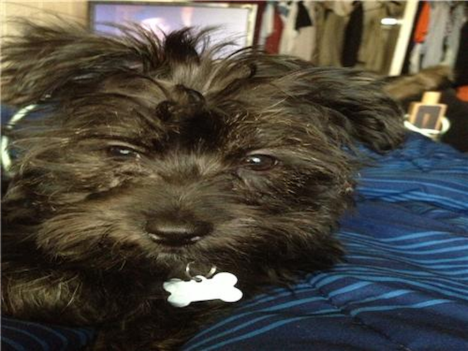 Cooper - Yorkie Poo Puppy For Sale Premier Pups Cooper - Yorkie Poo Puppy For Sale Premier Pups