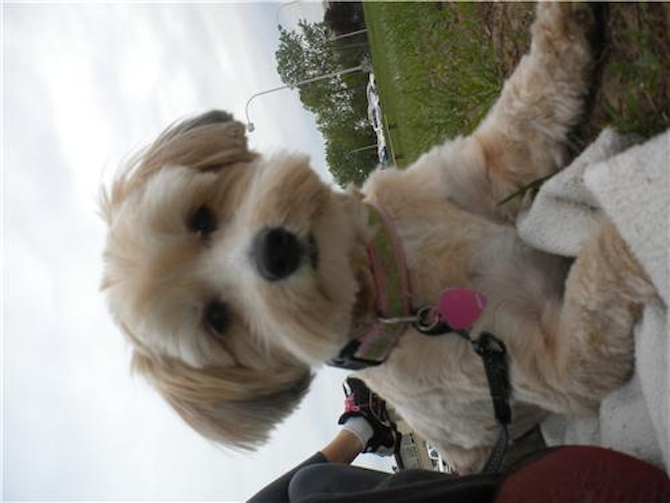 Sophie - Yorkie Poo Puppy For Sale Premier Pups Sophie - Yorkie Poo Puppy For Sale Premier Pups