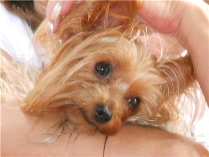 Lucy - Yorkshire Terrier Puppy For Sale Premier Pups Lucy - Yorkshire Terrier Puppy For Sale Premier Pups