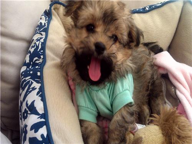 Cora - Maltipom Puppy For Sale Premier Pups Cora - Maltipom Puppy For Sale Premier Pups