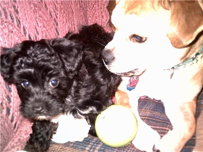 Sophie (formerly Paris) - Yorkie Poo Puppy For Sale Premier Pups Sophie (formerly Paris) - Yorkie Poo Puppy For Sale Premier Pups
