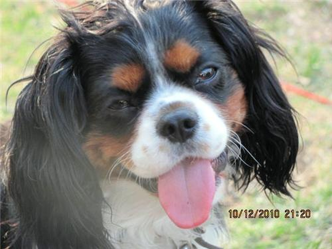 Jacob - Cavalier King Charles Spaniel Puppy For Sale Premier Pups Jacob - Cavalier King Charles Spaniel Puppy For Sale Premier Pups