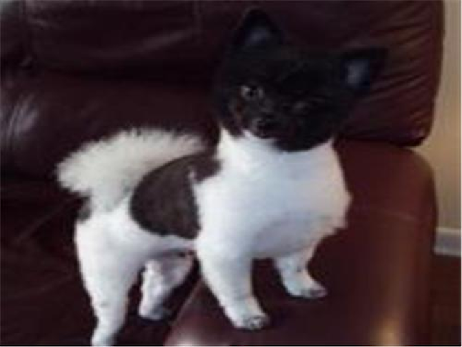Mickey f/k/a Usher - Pomeranian Puppy For Sale Premier Pups Mickey f/k/a Usher - Pomeranian Puppy For Sale Premier Pups