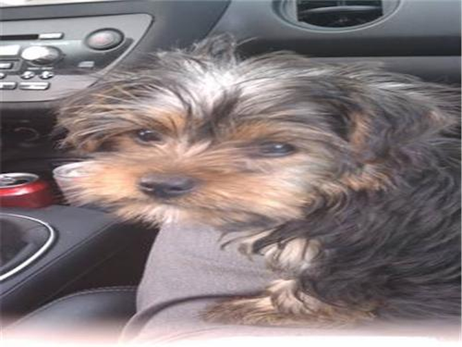 Chewey (formerly Zorro) - Yorkshire Terrier Puppy For Sale Premier Pups Chewey (formerly Zorro) - Yorkshire Terrier Puppy For Sale Premier Pups