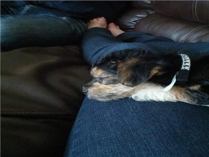 Johnny changed to Jax - Morkie Puppy For Sale Premier Pups Johnny changed to Jax - Morkie Puppy For Sale Premier Pups