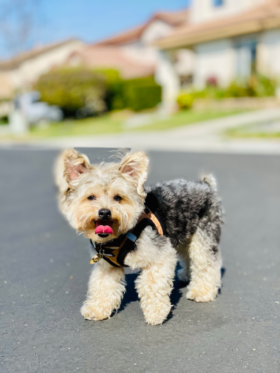 Morkie Being Cute