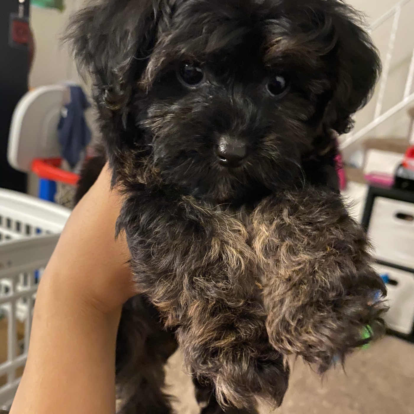 Yorkie Poo Puppies For Sale: Exclusive Doodles | Premier Pups