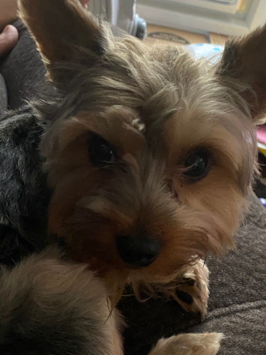 Smart Yorkshire Terrier Pup in Summit Point WV