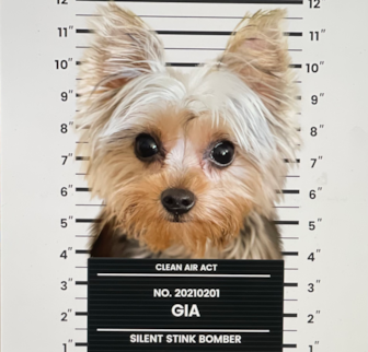 Gia (formerly known as Twinkle) Yorkshire Terrier puppy