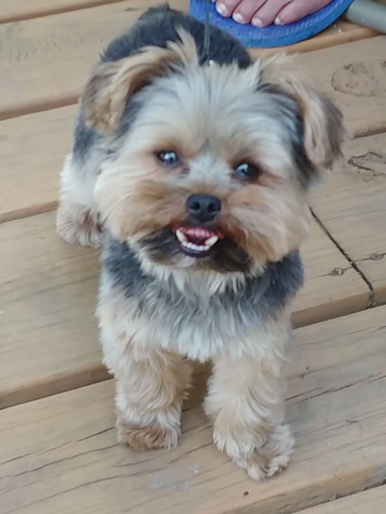 Adorable Yorkie Purebred Pup