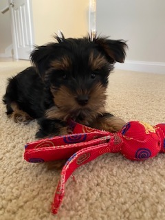 Fluffy Yorkie Purebred Pup