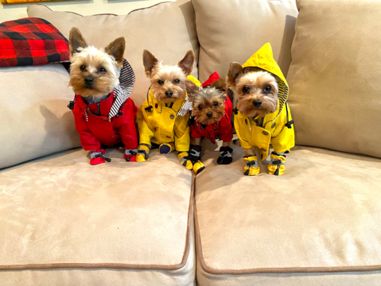 Yorkshire Terrier Being Cute