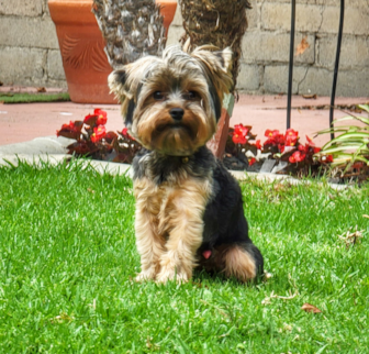 RONALDO Yorkshire Terrier puppy
