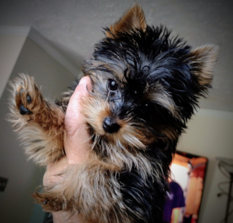 Tinkerbell "Tink" Yorkshire Terrier puppy