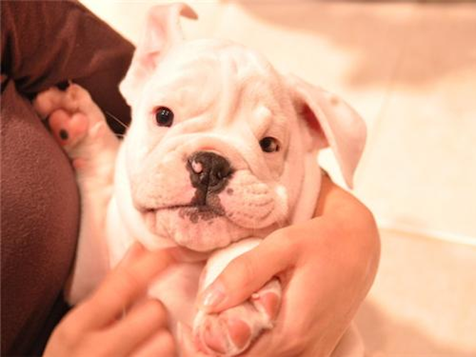 Duke (aka Meaty) - English Bulldog Puppy For Sale Premier Pups Duke (aka Meaty) - English Bulldog Puppy For Sale Premier Pups
