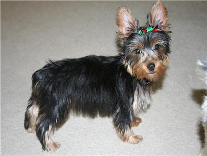 Rosie - Yorkshire Terrier Puppy For Sale Premier Pups Rosie - Yorkshire Terrier Puppy For Sale Premier Pups