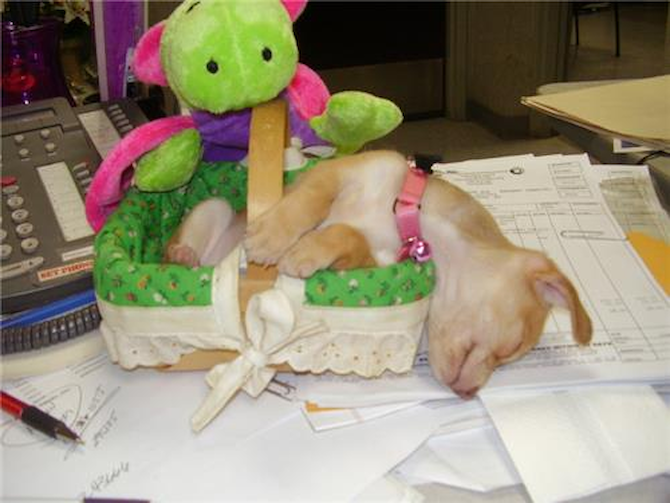 Chi Chi - Chihuahua Puppy For Sale Premier Pups Chi Chi - Chihuahua Puppy For Sale Premier Pups