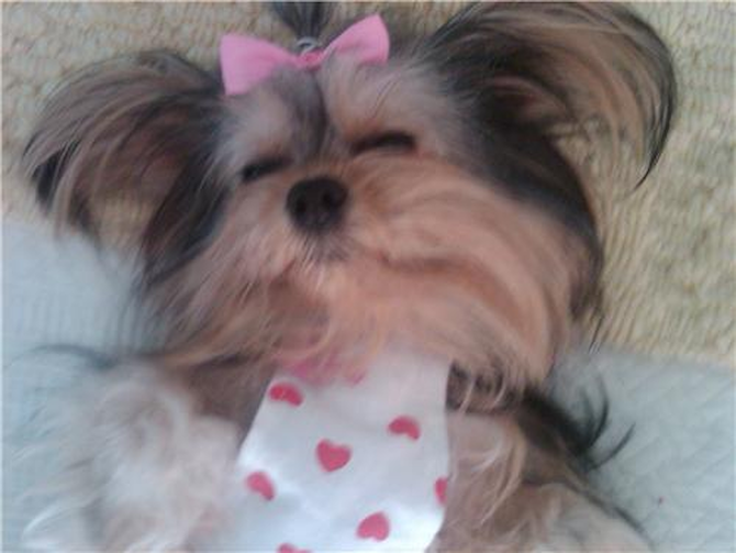 Princess - Yorkshire Terrier Puppy For Sale Premier Pups Princess - Yorkshire Terrier Puppy For Sale Premier Pups