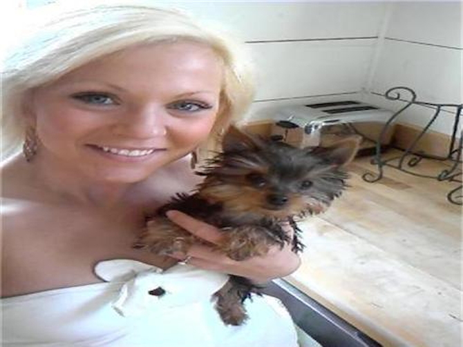 formerly Sara Beth, now is Vera - Yorkshire Terrier Puppy For Sale Premier Pups formerly Sara Beth, now is Vera - Yorkshire Terrier Puppy For Sale Premier Pups